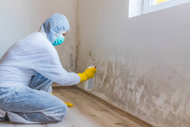 Licensed Commercial Mold Remediation service in Thornton, PA - WQB Mold Removal